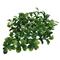 LUCKY REPTILE Turtle Plants Bacopa cca 40 cm
