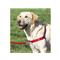 PETSAFE EASY WALK HARNESS - EXTRA XSMALL RED